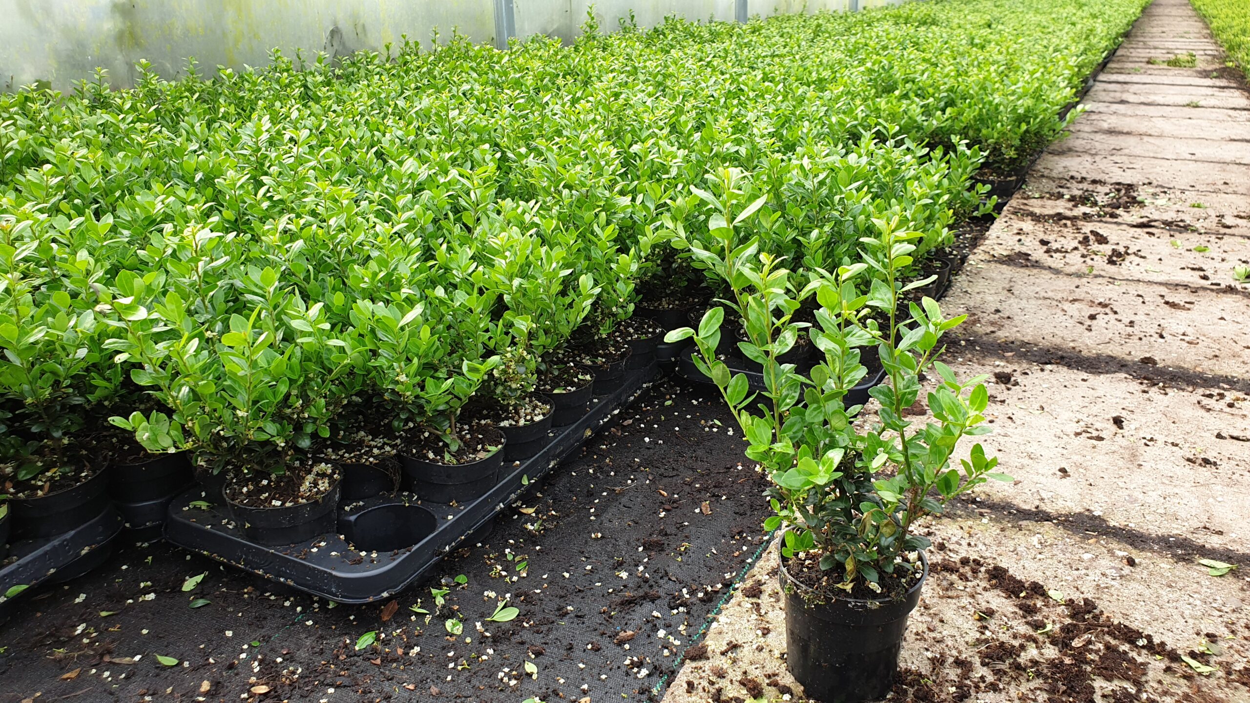 Euonymus japonicus Green Spire (Japanse Kardinaalsmuts) - 40 - 60 cm kluit/pot