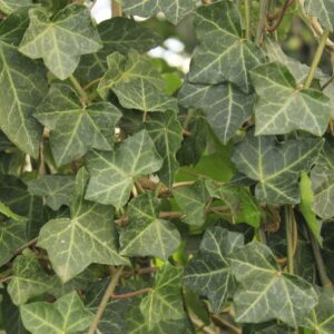 Hedera detail foto blad