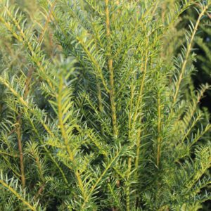 Taxus detail foto naalden