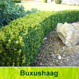 Buxushaag (Buxus Sempervirens)