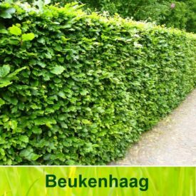 Schuur Luchtvaart ginder Groene beukenhaag kopen? Hoogste kwaliteit & Groeigarantie!