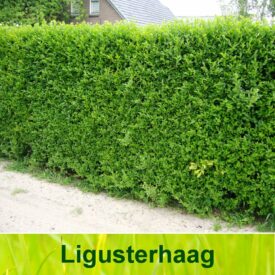 Ligusterhaag (Ligustrum Ovalifolium)