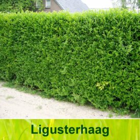 Ligusterhaag (Ligustrum Ovalifolium)