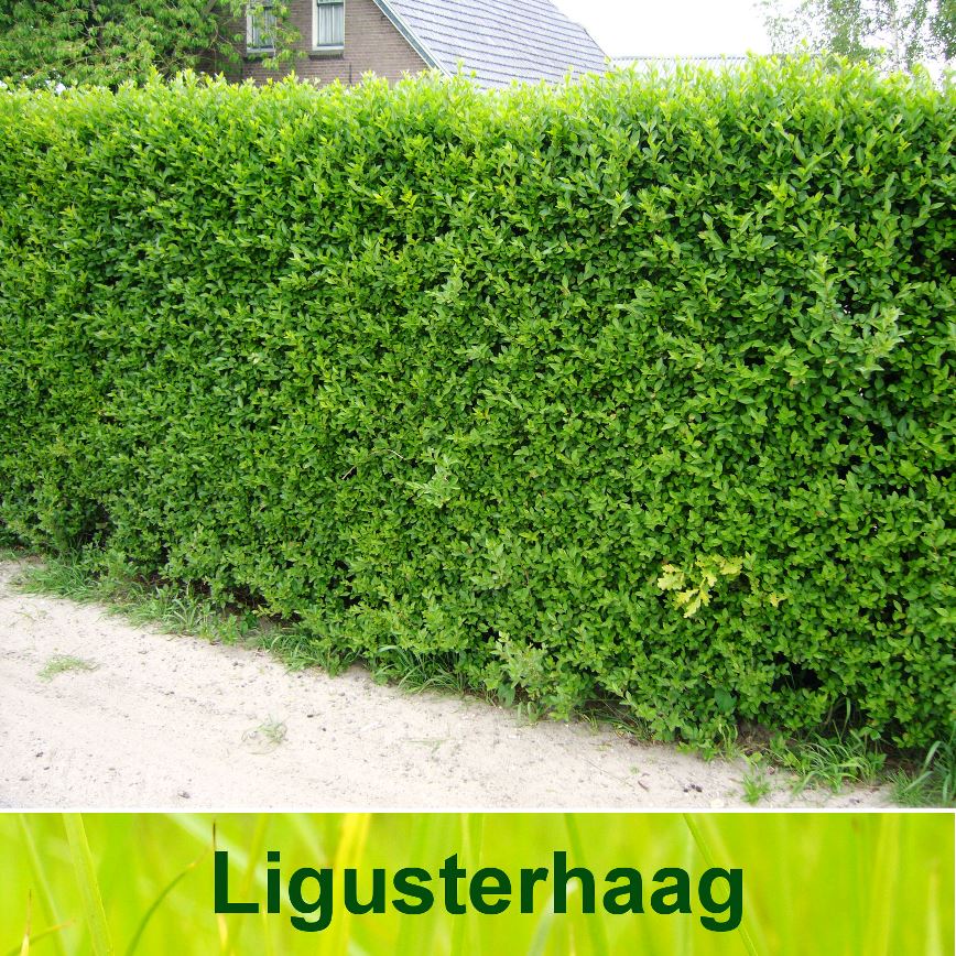 Ligusterhaag kopen? Eigen kwekerij Groeigarantie | Haag-Planten.nl