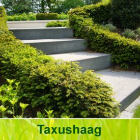 Taxushaag (Taxus Baccata)