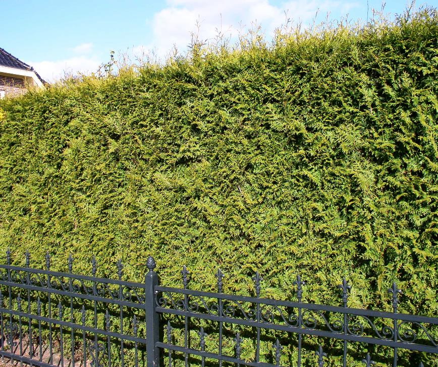Thuja haag / Thuja occidentalis Brabant - 60 - 80 cm kluit/pot