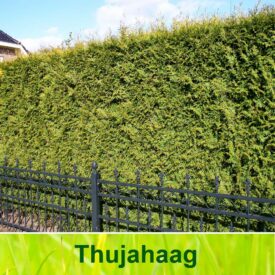 Thuja haag / Thuja occidentalis Brabant