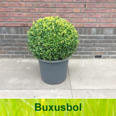 Buxusbol