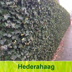 hedera haag (Hedera Hibernica)