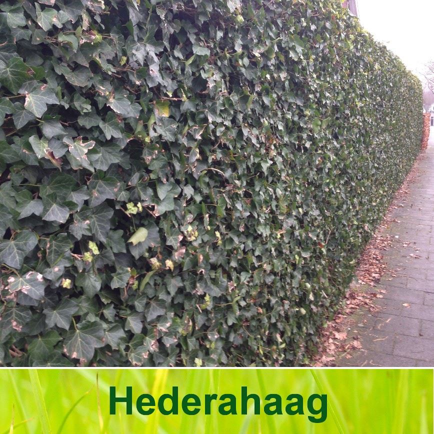 Hedera haag / Hedera Hibernica - Hardhout paal 6x6x250 cm