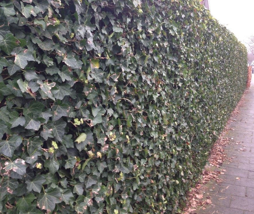 Hedera haag / Hedera Hibernica - 100 - 125 cm pot