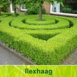 Ilex haag (Ilex crenata Green Hedge / Japanse hulst)