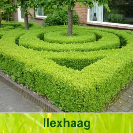 Ilex haag (Ilex crenata Green Hedge / Japanse hulst)