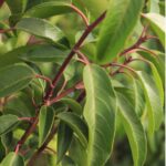 Portugese laurier detail blad