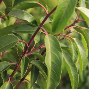 Portugese laurier detail blad