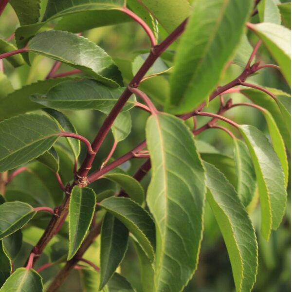 Portugese laurier detail blad
