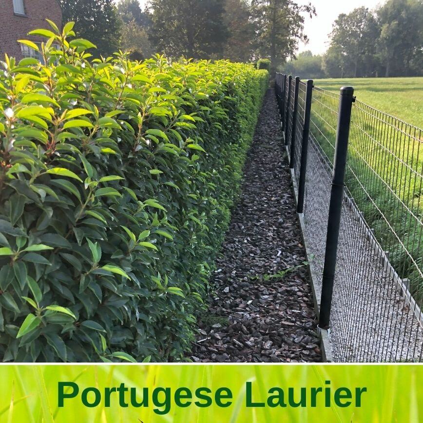 Portugese Laurier / Prunus Lusitanica Angustifolia - 260 - 280 cm kluit/pot