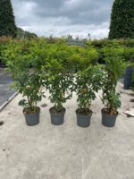 Portugese Laurier / Prunus Lusitanica Angustifolia - Afbeelding 4