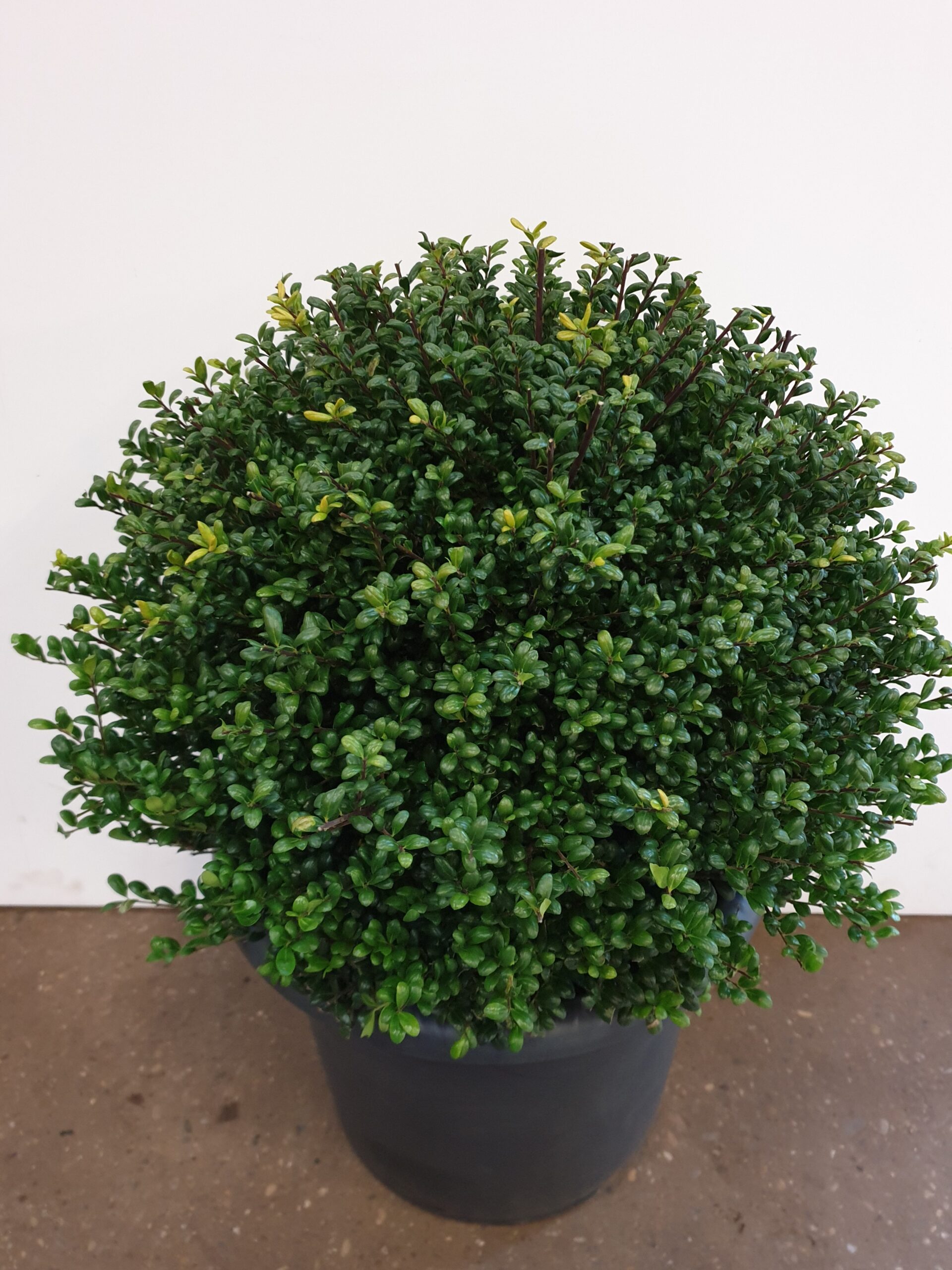 Ilex bollen - 60cm