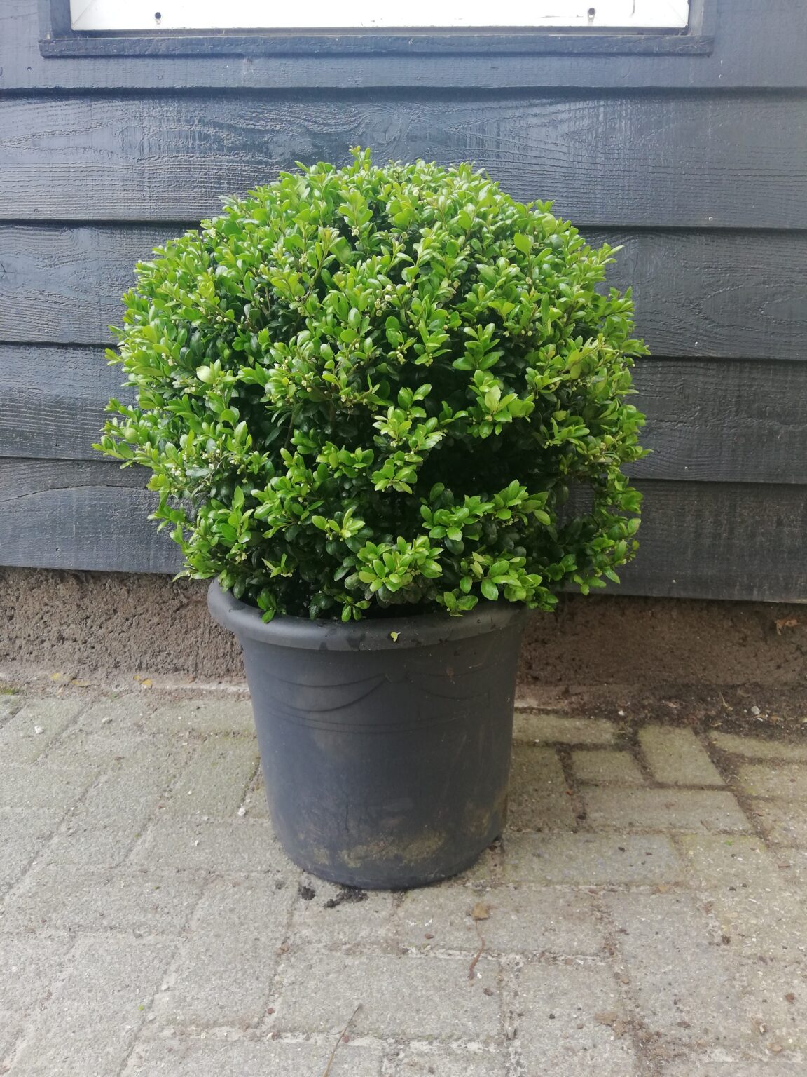 Ilex bollen kopen? Eigen kwekerij & Groeigarantie Haagplanten.nl