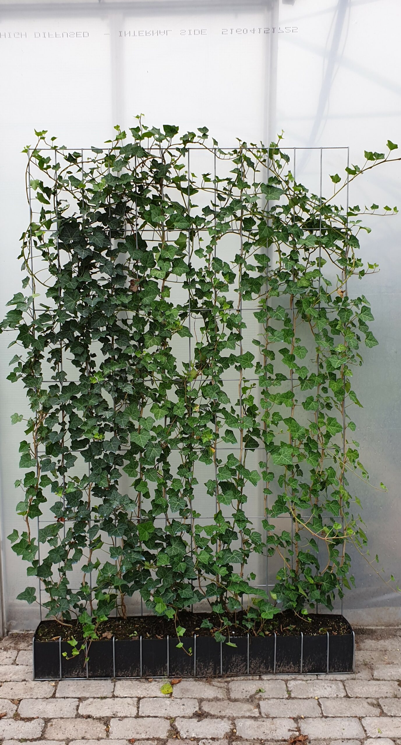 Hedera haag kant en klaar -