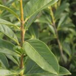 Laurier Novita detail blad