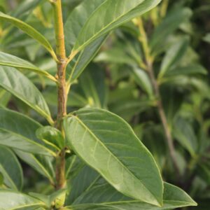 Laurier Novita detail blad