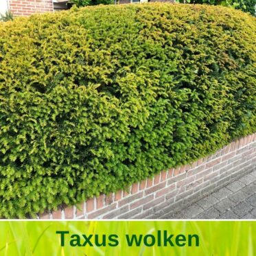 Taxus wolk