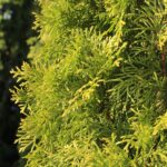 Thuja Smaragd detail blad