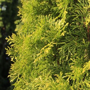 Thuja Smaragd detail blad