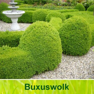 Buxuswolk