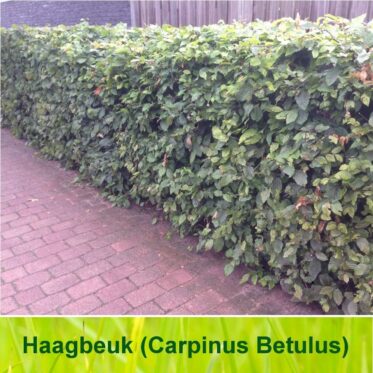 Haagbeuk / Carpinus Betulus