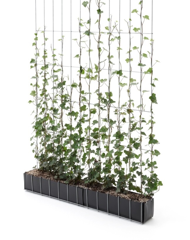 Hedera haag / Hedera Hibernica - 120 x 180 cm kant en klaar