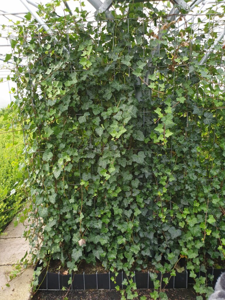 Hedera haag kant en klaar kopen? Hoogste kwaliteit + Groeigarantie!