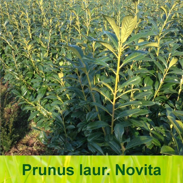 Laurierhaag / Prunus Laurocerasus Novita - 20 - 30 cm kluit/pot