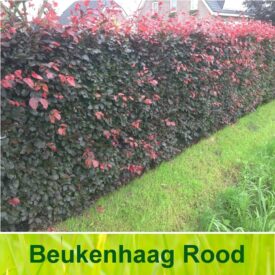 Rode beukenhaag / Fagus Sylvatica 'Atropunicea'