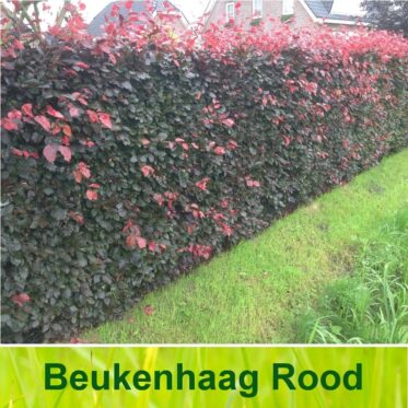 Rode beukenhaag / Fagus Sylvatica 'Atropunicea'