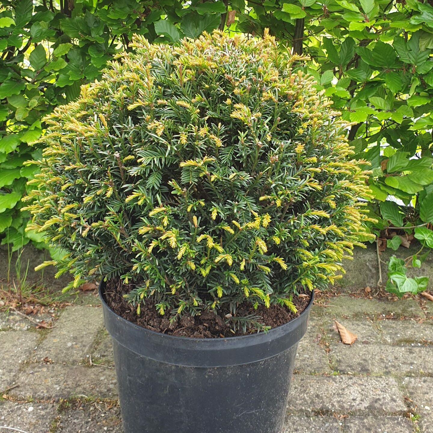 Taxus bollen - 120cm