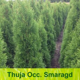 Thuja haag / Thuja occidentalis Smaragd