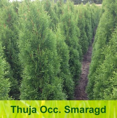 Thuja haag / Thuja occidentalis Smaragd