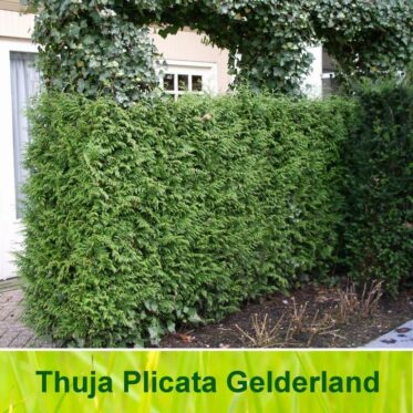 Thuja haag (Plicata Gelderland)