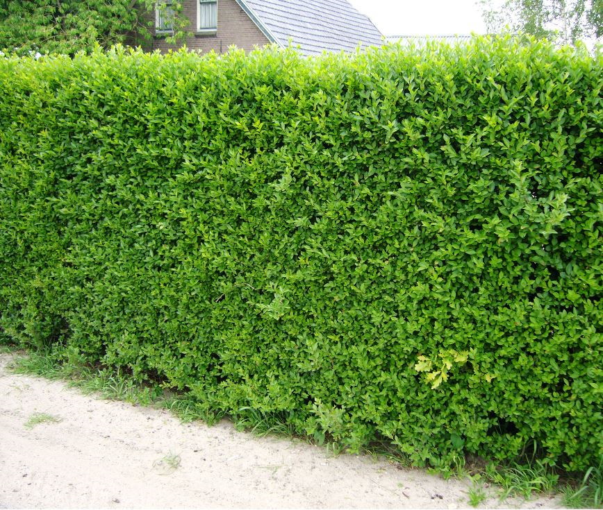 Ligusterhaag / Ligustrum Ovalifolium - 125 - 150 cm in pot