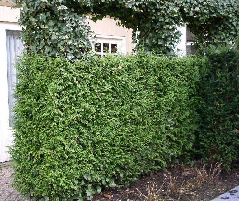 Thuja haag / Thuja plicata Gelderland - 40 - 60 cm kluit/pot