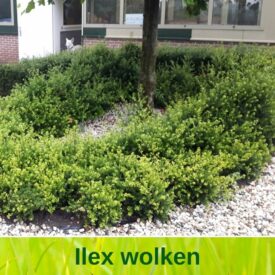 Ilex wolk