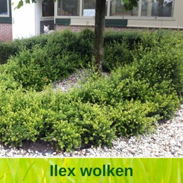 Ilex wolk