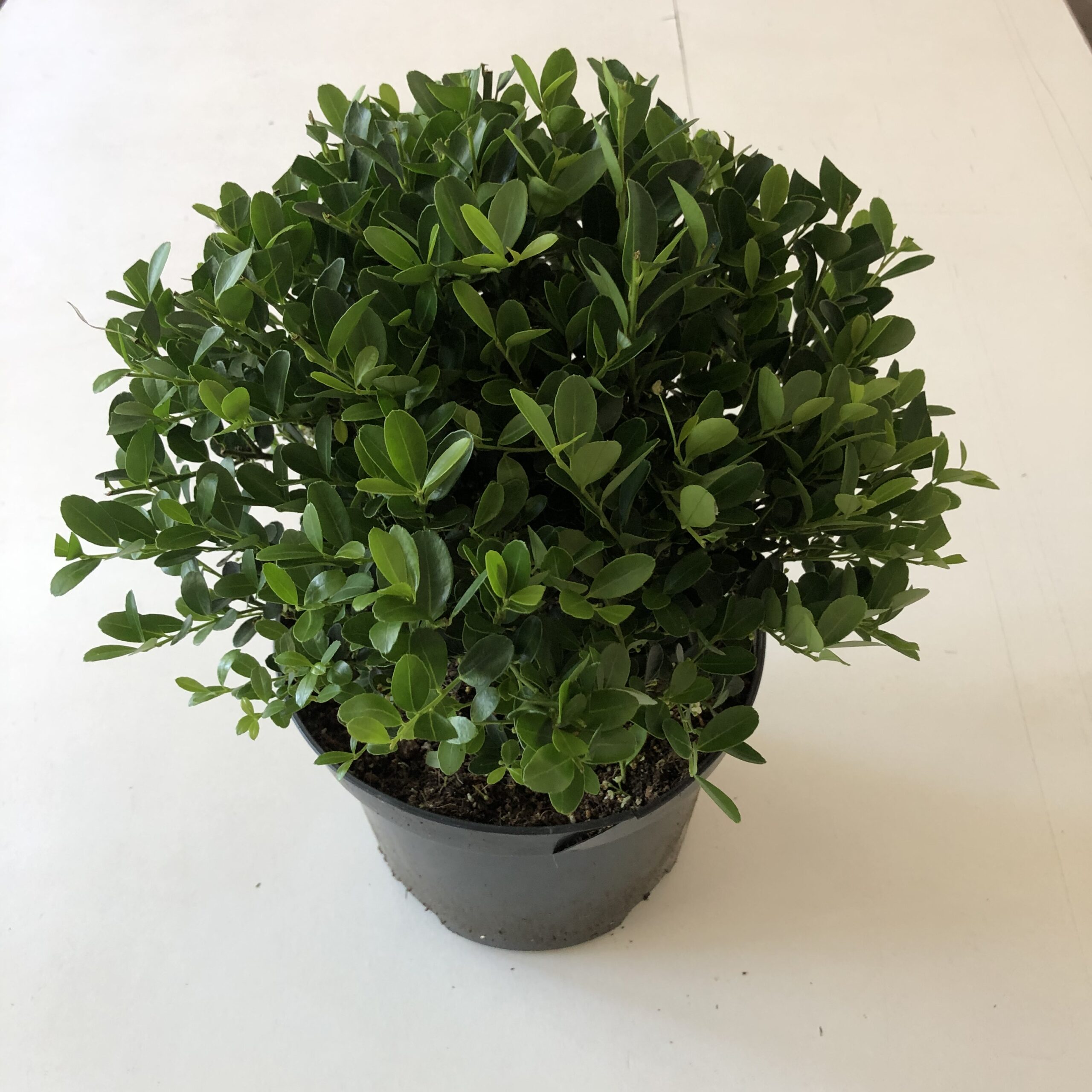 Ilex bollen - 20cm