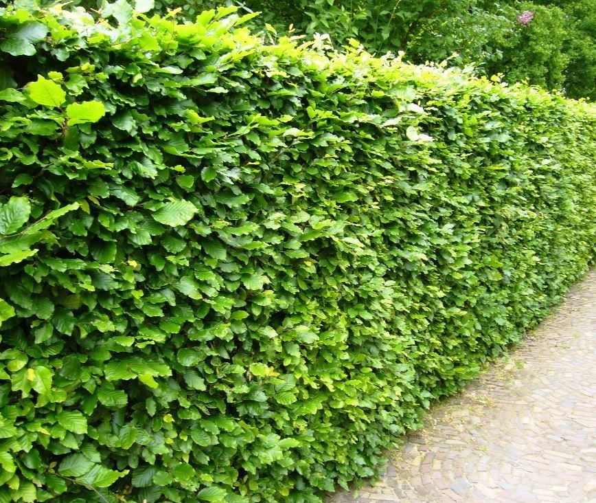 Groene beukenhaag / Fagus Sylvatica - 125 - 150 cm losse wortel