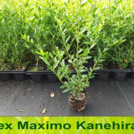 Ilex maximowicziana Kanehirae