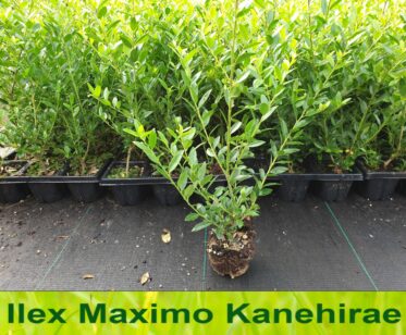 Ilex maximowicziana Kanehirae