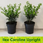 Ilex Crenata Caroline Upright